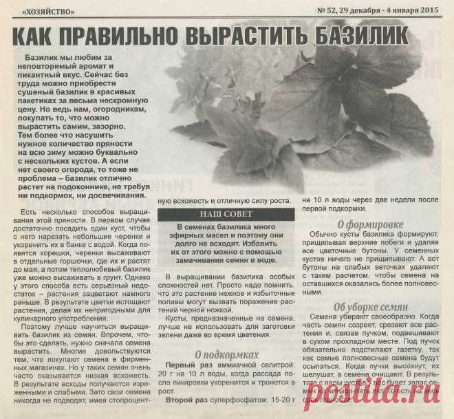 Как правильно вырастить базилик