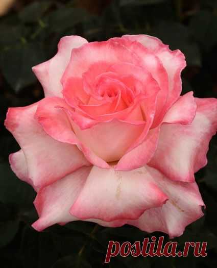 Secret: Hybrid Tea  |  Pinterest • Всемирный каталог идей