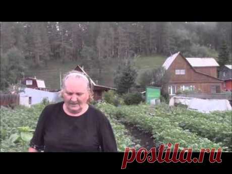 Картофель под гребни Григорова Людмила Борисовна — Яндекс.Видео