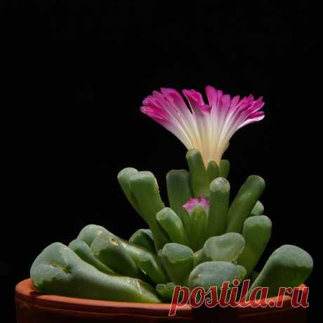 Фрития Frithia pulchra