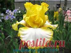 ирисы фотографии - 173 тыс. картинок. Поиск@Mail.Ru