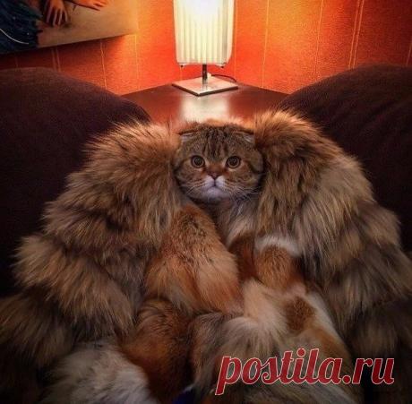 Красиво жить не запретишь!