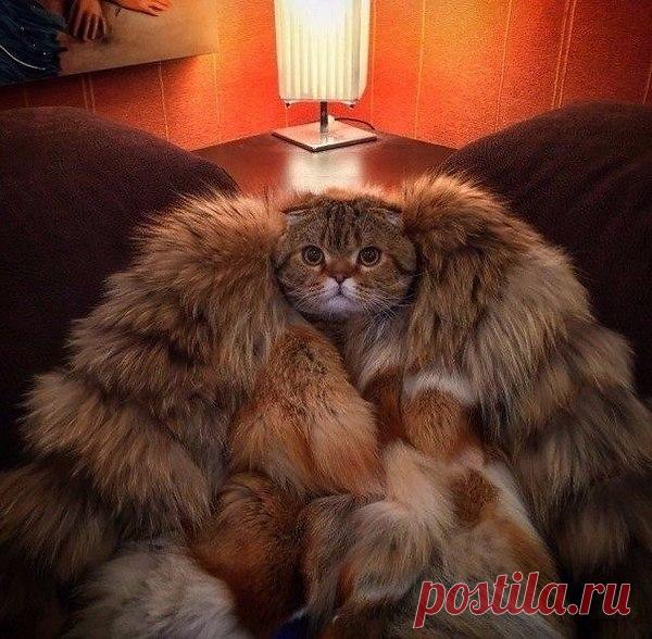 Красиво жить не запретишь!