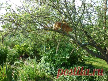 Наш Персик.Высоко сижу-далеко гляжу!