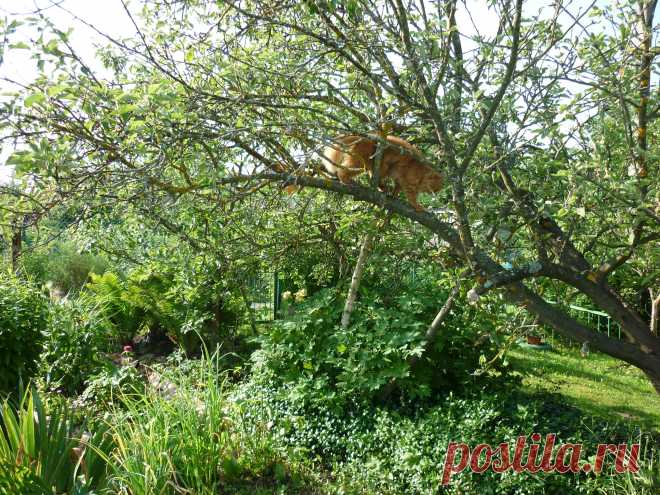 Наш Персик.Высоко сижу-далеко гляжу!