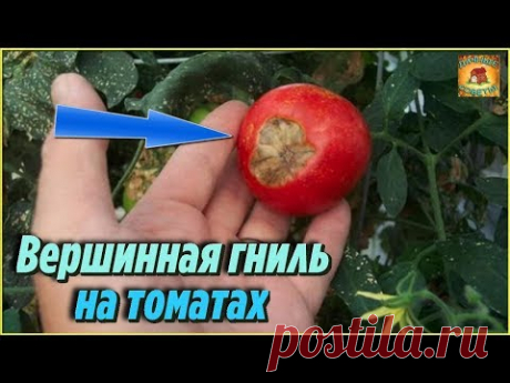 Болезни томатов. Как избавиться от ВЕРШИННОЙ ГНИЛИ народными средствами - YouTube