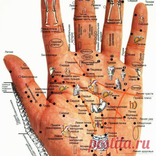 Диагностика болезней по кистям рук и ладоням - МирТесен