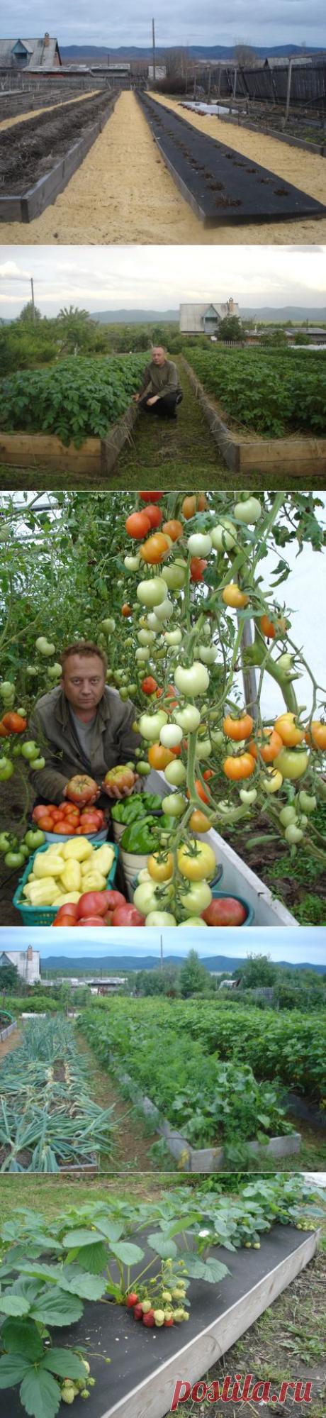 Замечательный огород Игоря Лядова.