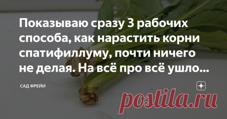 Показываю сразу 3 рабочих способа, как нарастить корни спатифиллуму, почти ничего не делая. На всё про всё ушло 40 дней Не буду описывать ситуации, в которых растения могут оказаться без самого главного в своей жизни - корешков. Что случилось - то случилось. Гости "Сада Фрейи" порой задают вопрос, как помочь спатифиллуму обзавестись новыми, чтобы спасти своё многострадальное "Женское счастье". А я - я прежде не могла ничего посоветовать. Потому что не считаю право имеющей ...