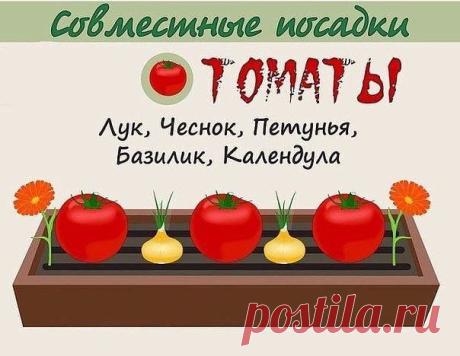 Моя дача
