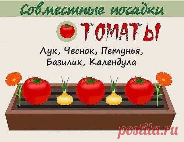 Моя дача