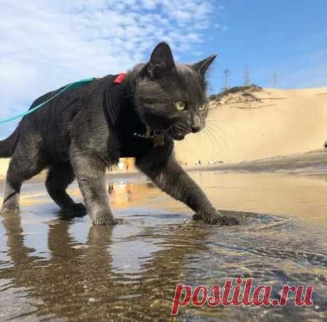 За позитивом: любуемся на фотки котиков, берущих от жизни всё | Ilike.pet | Яндекс Дзен