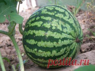 Как сохранить арбуз на зиму?