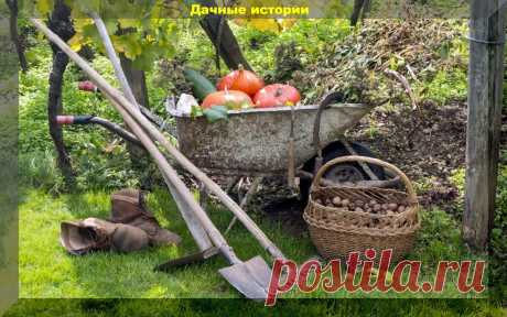 Не пропустите срочные дела в саду: шпаргалка для садоводов в октябре | Дачные истории | Дзен