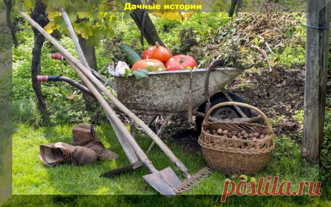 Не пропустите срочные дела в саду: шпаргалка для садоводов в октябре | Дачные истории | Дзен