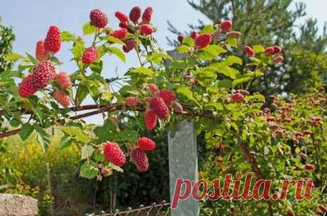 Малиновое дерево: правда или миф? «Суперплодородное малиновое дерево с раскидистыми ветвями, усыпанными сочными ягодами» – призывает покупателей реклама. Правда ли это или очередной трюк?