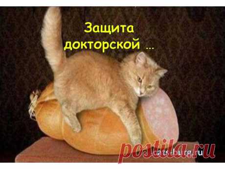 Смешные кошки