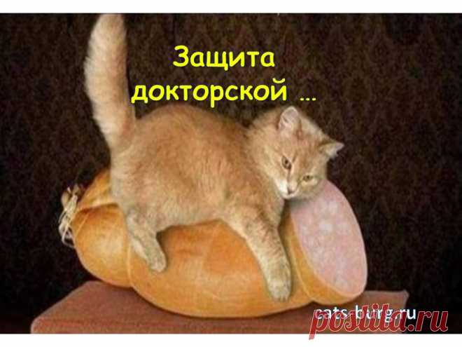 Смешные кошки