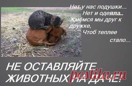 Котенком взъерошенным, диким и странным,
Потерянным (брошенным?), угольно-черным
Я тыкаюсь носом своим неустанно
В ладони людские, пытаясь упорно
Среди миллионов - плохих и не очень -
Почуять твои по неясным приметам;
Вскарабкаться, муркнуть, свернуться клубочком
И спать, не боясь потерять тебя где-то..