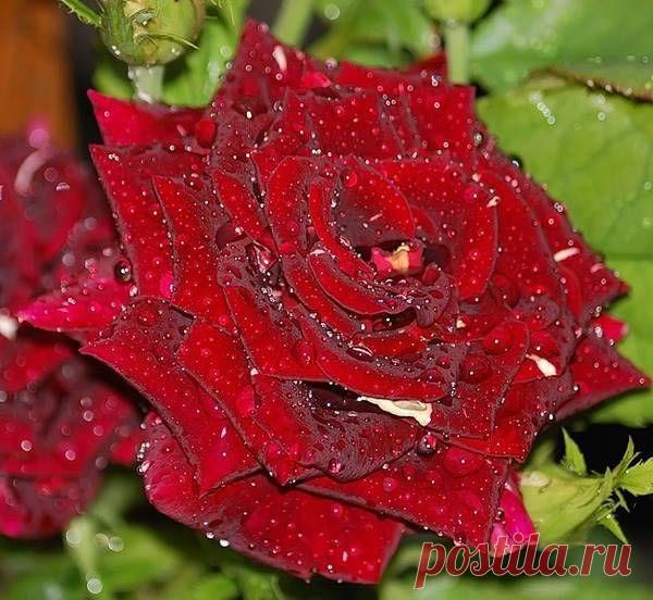 Лариса Царенко - Тверь, Тверская обл., Россия на Мой Мир@Mail.ru