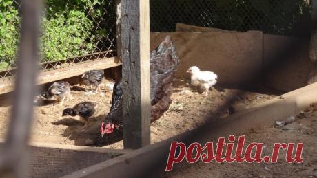 Заводим курочек на лето. Советы. | Загородные идеи | Яндекс Дзен