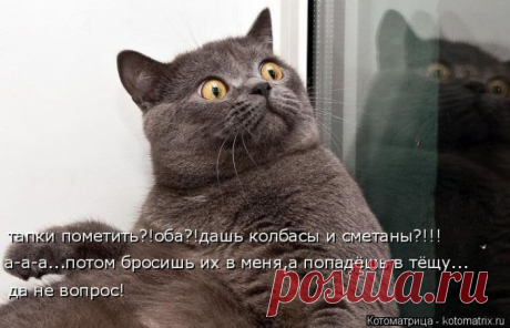 Котоматрица