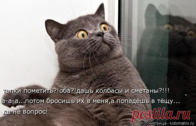 Котоматрица