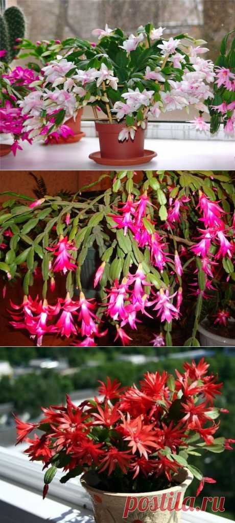 Советы по уходу за рождественником