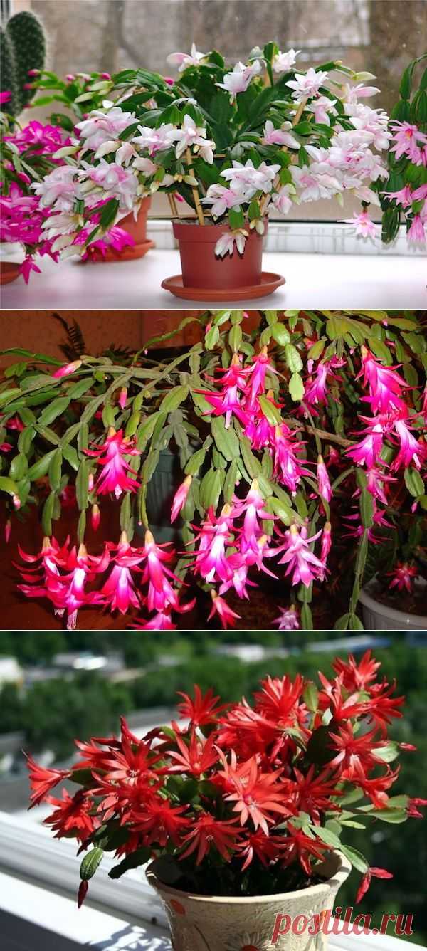 Советы по уходу за рождественником