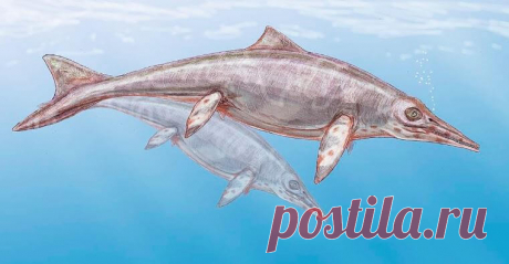 Ихтиозавр | Мир животных и растений