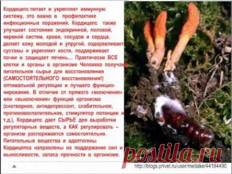 Кордицепс Ольга Шершун 091113 .