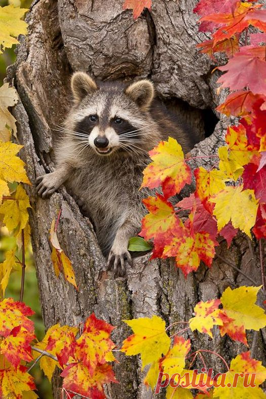 Осеннее настроение. Животные | Блогер Lizbeth на сайте SPLETNIK.RU 23 сентября 2016 | СПЛЕТНИК