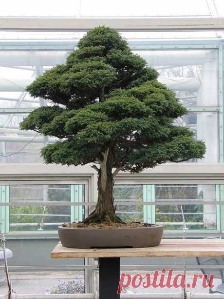 HANNA FERNANDEZ сохранил(а) Пин на доску My future garden.  How to Succeed at Bonsai Gardening  
|   Pinterest • Всемирный каталог идей