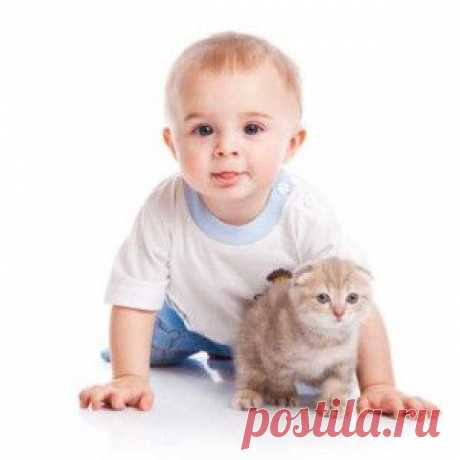 Котята | Британские кошки