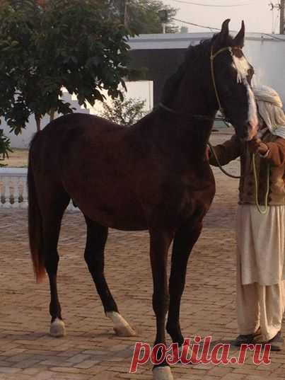 Pakistani horses