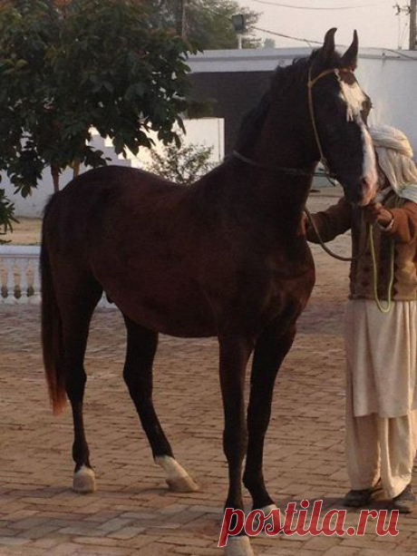Pakistani horses