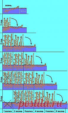 Пошаговая технология выращивания черной смородины и крыжовника.