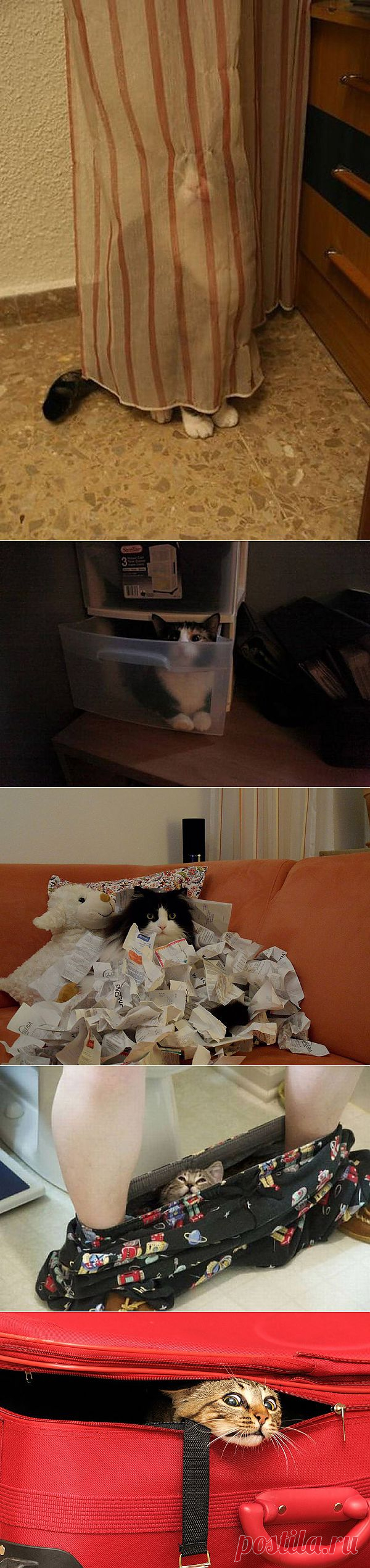 Кошки, которые не умеют играть в прятки :  НОВОСТИ В ФОТОГРАФИЯХ