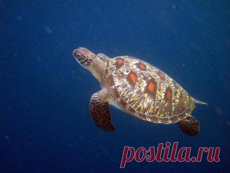 IMG_2947 Schildkröte, Siladen ( Sulawesi, Indonesien )