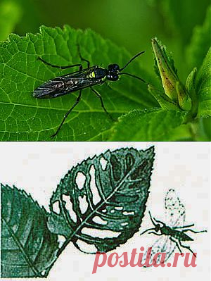 Дача ВИКТОРиЯ: Малинный пилильщик

Среди листогрызущих вредителей малины в отдельные годы дает вспышки массового размножения малинный пилильщик. Гусеницы полностью уничтожают листовую поверхность, оставляя нетронутыми крупные жилки. Большой вред он приносит в первой половине лета.