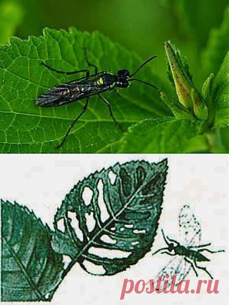Дача ВИКТОРиЯ: Малинный пилильщик

Среди листогрызущих вредителей малины в отдельные годы дает вспышки массового размножения малинный пилильщик. Гусеницы полностью уничтожают листовую поверхность, оставляя нетронутыми крупные жилки. Большой вред он приносит в первой половине лета.
