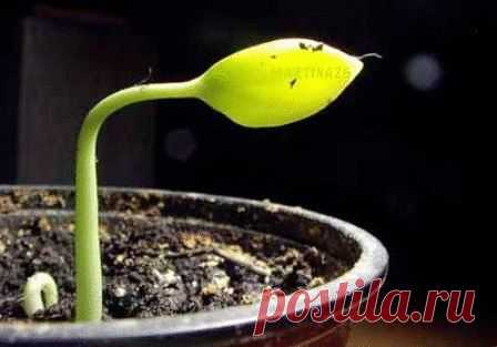 Болезнь заберёт росток. Магия народной медицины.