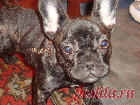 Это Нюша))))Хитрюга еще та!!!!