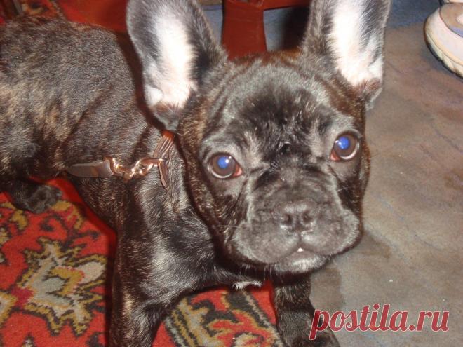 Это Нюша))))Хитрюга еще та!!!!