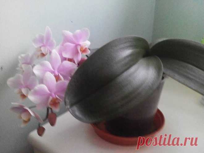 (99) Imbi Liiwand