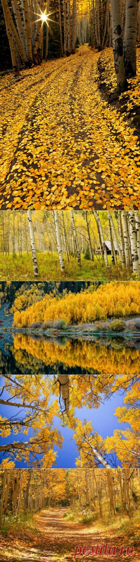 Красивая осень