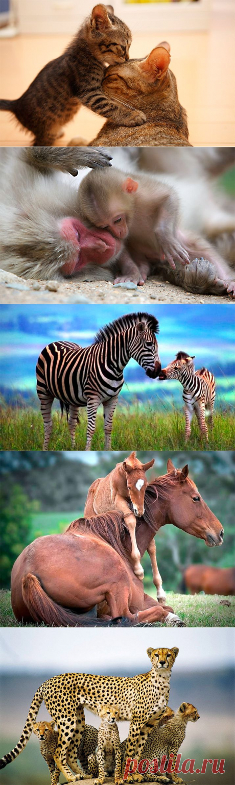 Материнская любовь и забота в животном мире (32 фото)