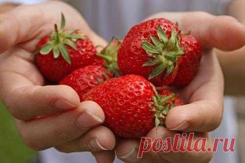 Клубника на подоконнике: технология выращивания клубники