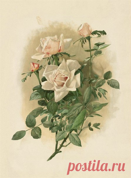 С днём рождения !