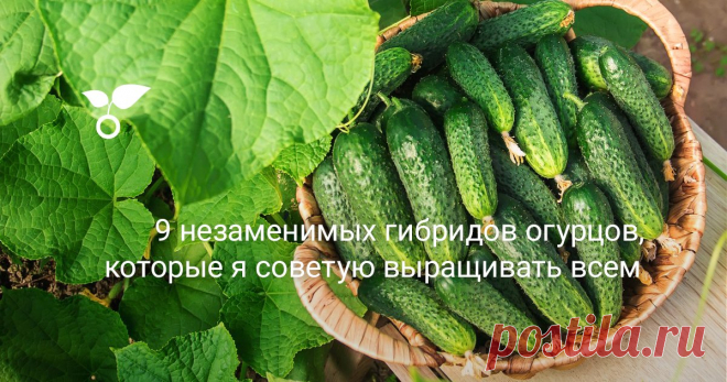 9 незаменимых гибридов огурцов, которые я советую выращивать всем Без огурцов я не представляю свой огород. Ранние огурчики мы очень ждем, их невозможно даже сравнивать с огурцами из супермаркета. Поэтому стараемся обойтись своим урожаем. К выбору сортов огурца я отношусь очень ответственно, стараюсь их подобрать так, чтобы урожай созревал как можно раньше, а  пло